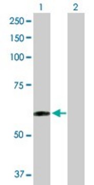 Anti-TAPBPL antibody produced in rabbit purified immunoglobulin, buffered aqueous solution