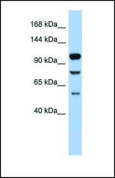 Anti-TLR9, (N-terminal) antibody produced in rabbit affinity isolated antibody