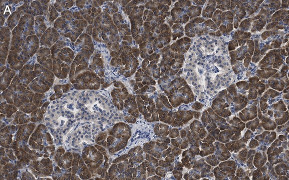 Anti-eIF2A Antibody, clone 2C18 ZooMAb&#174; Rabbit Monoclonal recombinant, expressed in HEK 293 cells