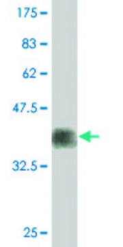 Monoclonal Anti-FUT7, (C-terminal) antibody produced in mouse clone 1C12, purified immunoglobulin, buffered aqueous solution