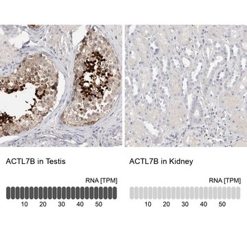 Anti-ACTL7B antibody produced in rabbit Prestige Antibodies&#174; Powered by Atlas Antibodies, affinity isolated antibody, buffered aqueous glycerol solution, Ab2