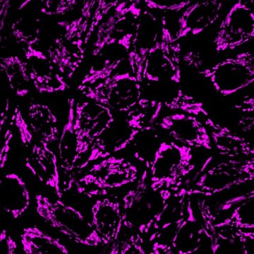 BioTracker 633 Red Mitochondria Dye Live cell imaging mitochondrial dye that stains the membrane of mitochondria used to detect cell viability, metabolic activity and overall cell health.