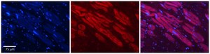 Anti-HDAC6 antibody produced in rabbit affinity isolated antibody