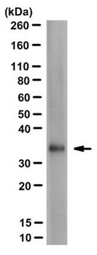 抗-FMR1polyG抗体，克隆9FM-1B7 ascites fluid, clone 9FM-1B7, from mouse