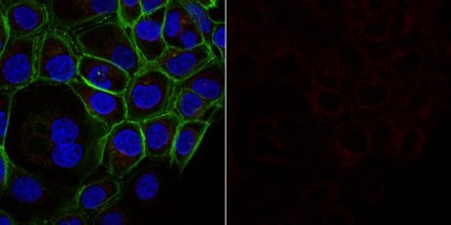 Anti-Cortactin (p80/85) Antibody, clone 4F11, Alexa Fluor&#8482; 647 Conjugate clone 4F11, from mouse, ALEXA FLUOR&#8482; 647