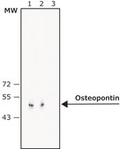 Anti-Osteopontin antibody produced in rabbit affinity isolated antibody, buffered aqueous solution