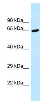 Anti-TAF6L (C-terminal) antibody produced in rabbit affinity isolated antibody