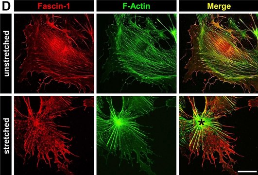 抗-FSCN1 兔抗 Prestige Antibodies&#174; Powered by Atlas Antibodies, affinity isolated antibody, buffered aqueous glycerol solution