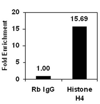 ChIPAb+ Histone H4 - ChIP Validated Antibody and Primer Set, rabbit monoclonal from rabbit