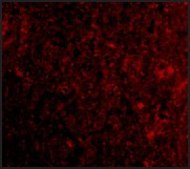 抗PD-1 (ab1) 兔抗 affinity isolated antibody, buffered aqueous solution