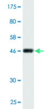 Monoclonal Anti-CD58 antibody produced in mouse clone 1B6-A11, ascites fluid