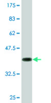 Monoclonal Anti-SIN3A, (N-terminal) antibody produced in mouse clone 1B7, purified immunoglobulin, buffered aqueous solution