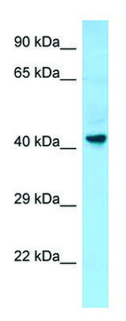 Anti-GPR34 (C-terminal) antibody produced in rabbit affinity isolated antibody