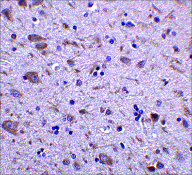 Anti-IRGM (ab1) antibody produced in rabbit affinity isolated antibody, buffered aqueous solution