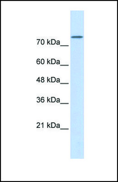 Anti-PLD2 antibody produced in rabbit affinity isolated antibody