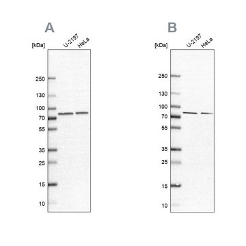 Anti-PABPC4 antibody produced in rabbit Prestige Antibodies&#174; Powered by Atlas Antibodies, affinity isolated antibody