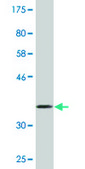 Monoclonal Anti-EPHB1 antibody produced in mouse clone 4G6, purified immunoglobulin, buffered aqueous solution