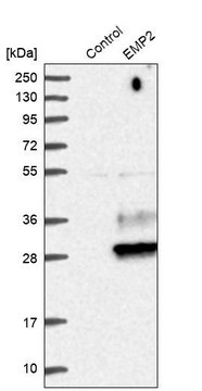 抗-EMP2 兔抗 Prestige Antibodies&#174; Powered by Atlas Antibodies, affinity isolated antibody, buffered aqueous glycerol solution