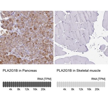 Anti-PLA2G1B antibody produced in rabbit Prestige Antibodies&#174; Powered by Atlas Antibodies, affinity isolated antibody, buffered aqueous glycerol solution