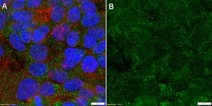 Anti-Complement C3 Antibody, clone 1D19 ZooMAb® Rabbit Monoclonal recombinant, expressed in HEK 293 cells