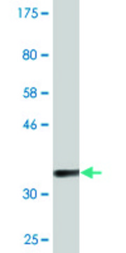 Monoclonal Anti-C9orf95 antibody produced in mouse clone 2A10, purified immunoglobulin, buffered aqueous solution