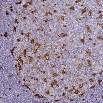 Anti-GSN antibody produced in rabbit Prestige Antibodies&#174; Powered by Atlas Antibodies, affinity isolated antibody