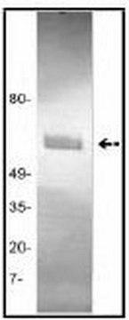 Anti-Tissue Plasminogen Activator (Ab-1) Mouse mAb (GMA-043) liquid, clone GMA-043, Calbiochem&#174;