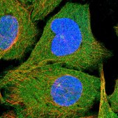 Anti-N4BP2 antibody produced in rabbit Prestige Antibodies® Powered by Atlas Antibodies, affinity isolated antibody, buffered aqueous glycerol solution