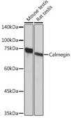 Anti-Calmegin antibody produced in rabbit