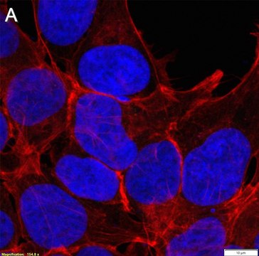 Anti-CAM-cysteine Antibody, clone 4E7 ZooMAb&#174; Rabbit Monoclonal recombinant, expressed in HEK 293 cells