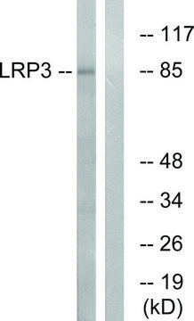 Anti-LRP3 antibody produced in rabbit affinity isolated antibody