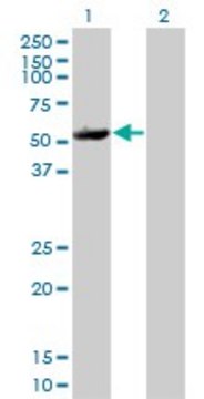 Monoclonal Anti-MAPKAPK5 antibody produced in mouse clone 2D5, purified immunoglobulin, buffered aqueous solution