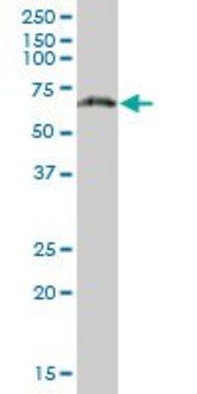 Anti-PGM3 antibody produced in mouse purified immunoglobulin, buffered aqueous solution