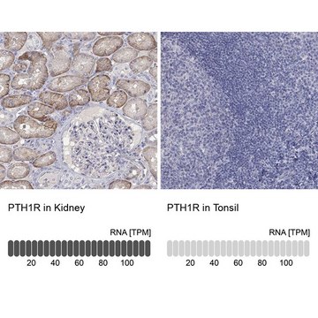 Anti-PTH1R antibody produced in rabbit Prestige Antibodies&#174; Powered by Atlas Antibodies, affinity isolated antibody, buffered aqueous glycerol solution