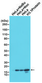 Anti-Histone H3 (unmodified Lys4) antibody, Rabbit monoclonal recombinant, expressed in HEK 293 cells, clone RM186, purified immunoglobulin