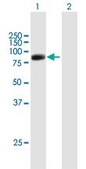 Anti-RFX2 antibody produced in mouse purified immunoglobulin, buffered aqueous solution