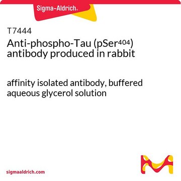 Anti-phospho-Tau (pSer404) antibody produced in rabbit affinity isolated antibody, buffered aqueous glycerol solution