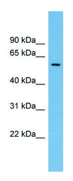 Anti-IFI44 antibody produced in rabbit affinity isolated antibody