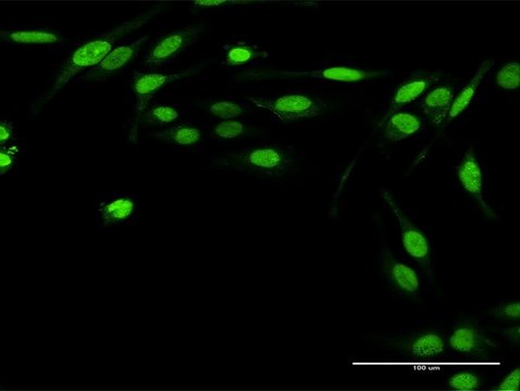 Anti-TWIST2 antibody produced in rabbit purified immunoglobulin, buffered aqueous solution