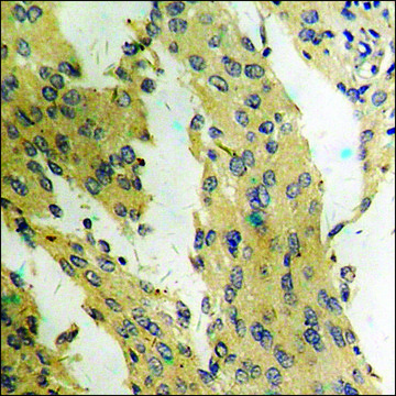 Anti-phospho-mTOR (pSer2448) antibody produced in rabbit affinity isolated antibody