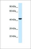 Anti-NMI antibody produced in rabbit affinity isolated antibody