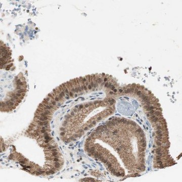 Anti-ZBTB17 antibody produced in rabbit Prestige Antibodies&#174; Powered by Atlas Antibodies, affinity isolated antibody, buffered aqueous glycerol solution