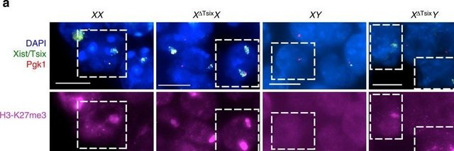 抗-三甲基组蛋白 H3（Lys27）抗体 from rabbit, purified by affinity chromatography