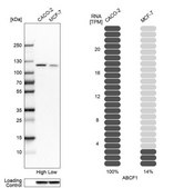 Anti-ABCF1 antibody produced in rabbit Prestige Antibodies® Powered by Atlas Antibodies, affinity isolated antibody, buffered aqueous glycerol solution