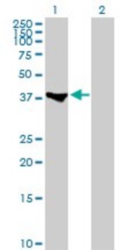 Anti-MEF2B antibody produced in rabbit purified immunoglobulin, buffered aqueous solution