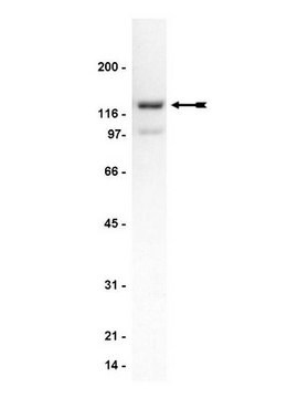 Anti-Spinophilin/Neurabin-II Antibody Upstate&#174;, from rabbit