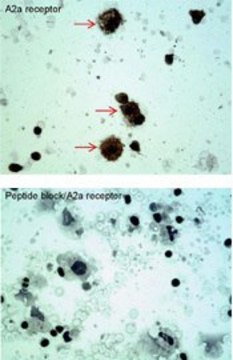 Anti-ADORA2A (C-terminal) antibody produced in rabbit affinity isolated antibody