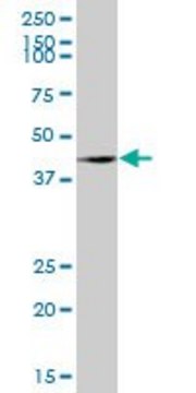 Anti-OBFC1 antibody produced in mouse purified immunoglobulin, buffered aqueous solution