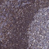 Anti-ARHGAP45 antibody produced in rabbit Prestige Antibodies® Powered by Atlas Antibodies, affinity isolated antibody, buffered aqueous glycerol solution