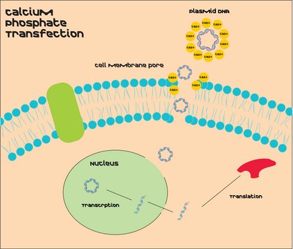 磷酸钙转染试剂盒 Most cost effective transfection reagent kit for transient and stable transfection of DNA into mammalian cells